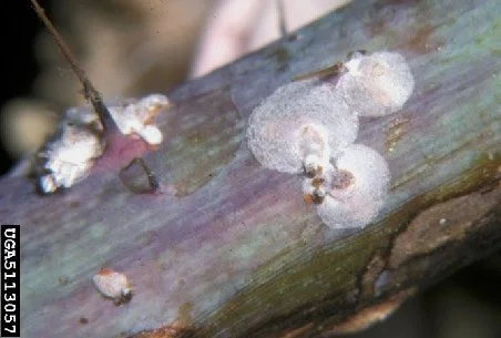 Rose Scale
