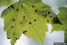 Phyllosticta