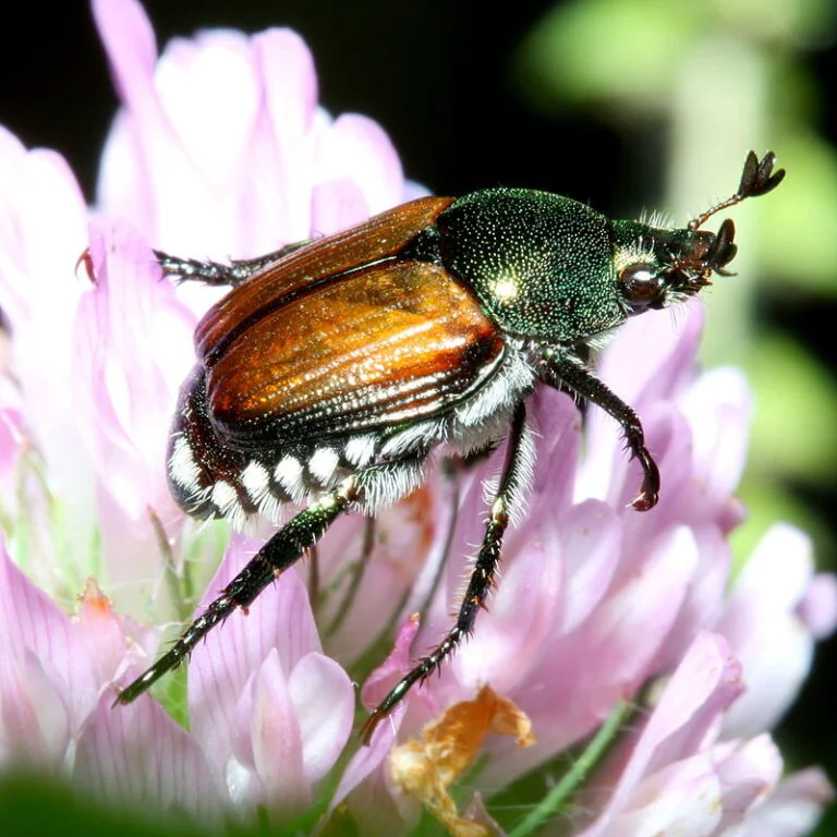 Rose — jap beetle 768x768