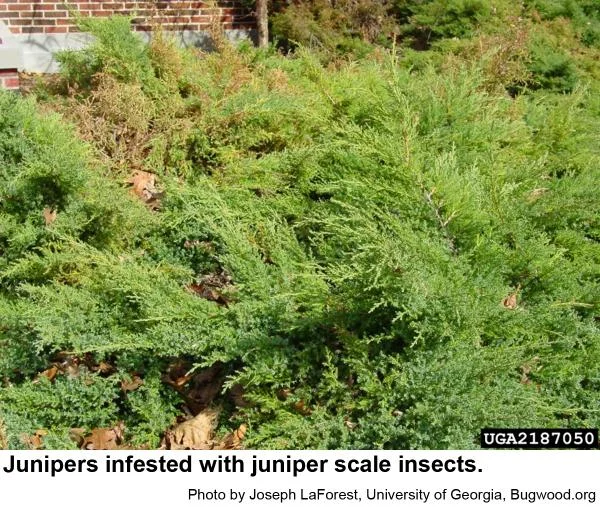 Juniper Scale