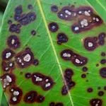 Mountain Laurel Leaf Spot