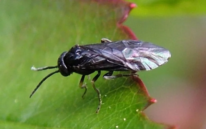 Pear Sawfly