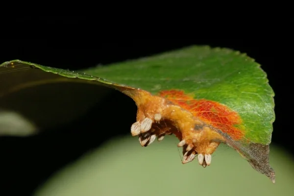 Pear Trellis Rust