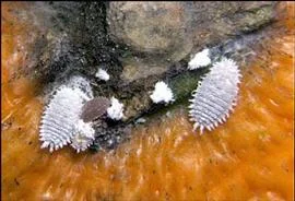 Japanese Mealybug
