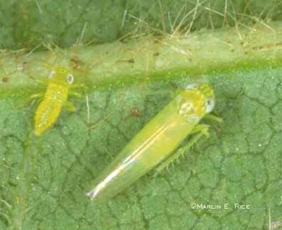 Leafhoppers