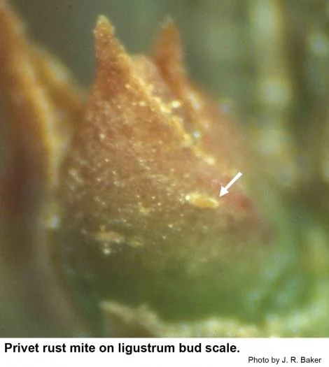 Privet Rust Mite