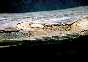 Rhododendron Borer