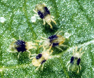 Two-Spotted Spider Mite