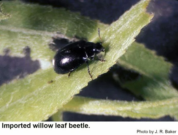 Willow — willow leaf beetle