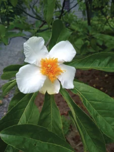 Bartram Gardens and the Franklin Tree: A Historic Connection