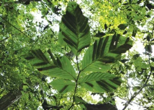 Plant Healthcare News 2025