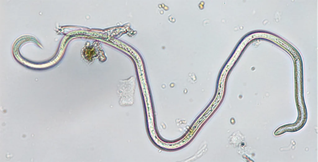Plant Healthcare News 2025 — BLD nematode copy 2 1024x522