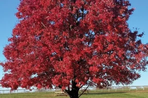Maple Society Comes to Philadelphia