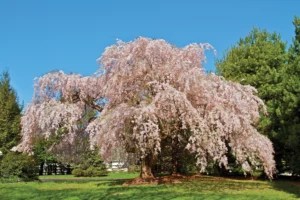 The Introduction of the Japanese Cherry Trees – Sakura