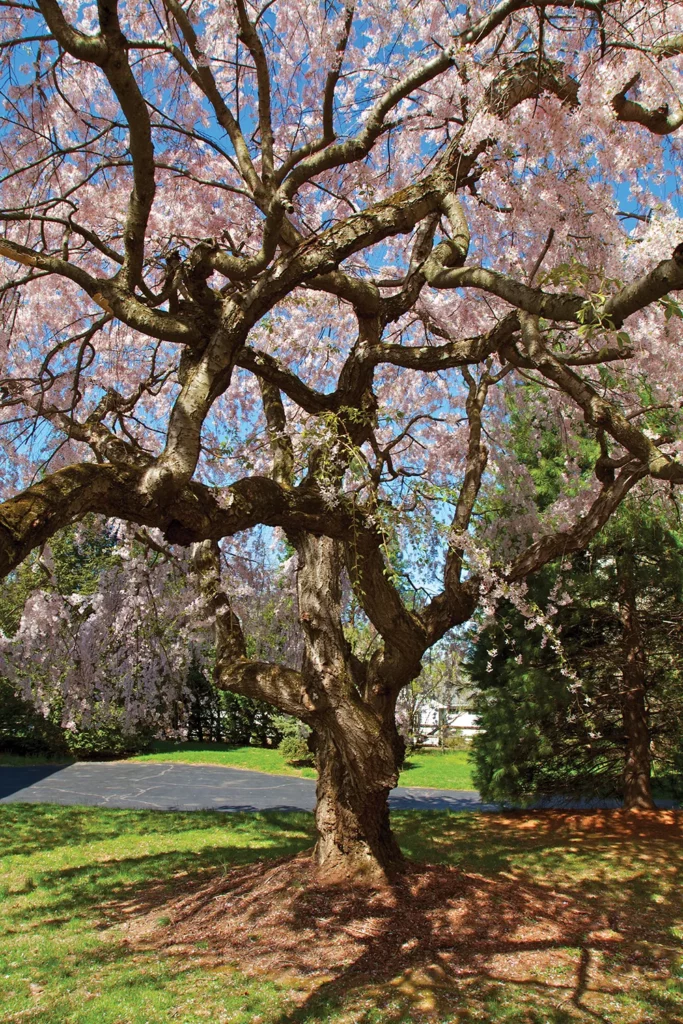 The Introduction of the Japanese Cherry Trees – Sakura — flowering cherry tree vertical copy 2 683x1024