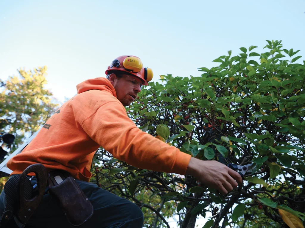 Tree Pruning