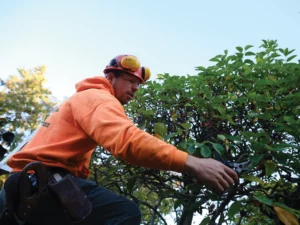 Tree Pruning