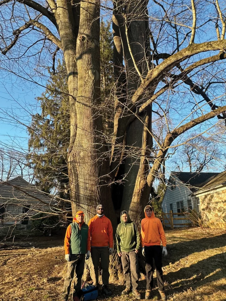 Tree Pruning — pruning higher res copy 2 768x1024