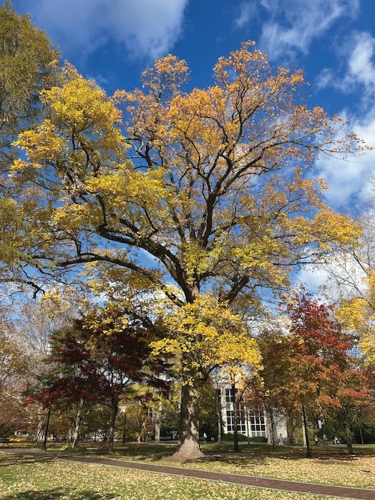 Zone Pushers - Oak Trees from Zones 8-10 — Bur Oak
