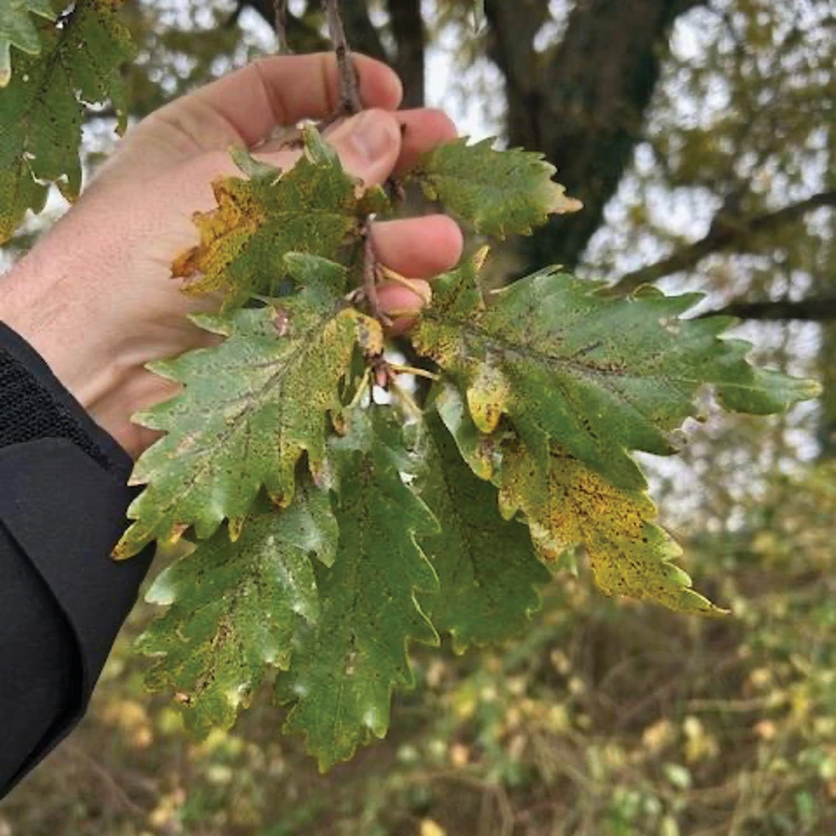 Zone Pushers - Oak Trees from Zones 8-10 — Bur Oak 2
