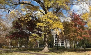 Zone Pushers – Oak Trees from Zones 8-10