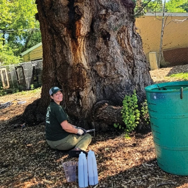English Elms – Ulmus procera — Elm 1 CMYK Firefly Upscaler 4x scale