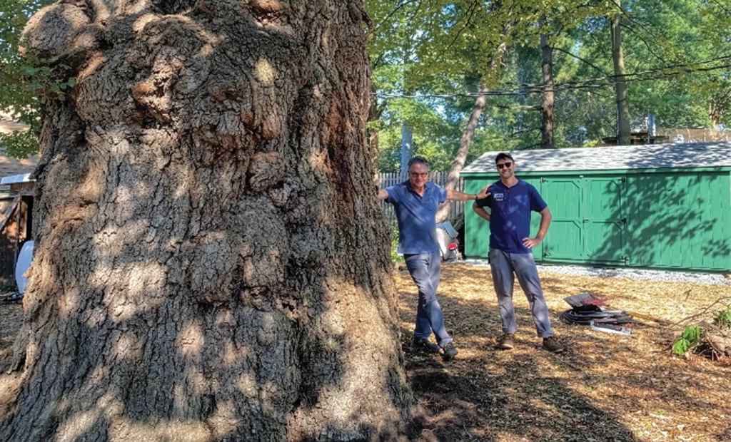 English Elms – Ulmus procera