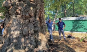 English Elms – Ulmus procera