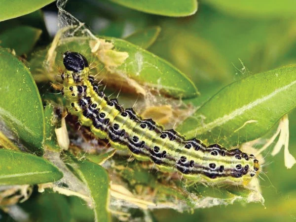 HGIC Insects Bowood Caterpillar 600 AdobeStock — John B. Ward & Co. tree care