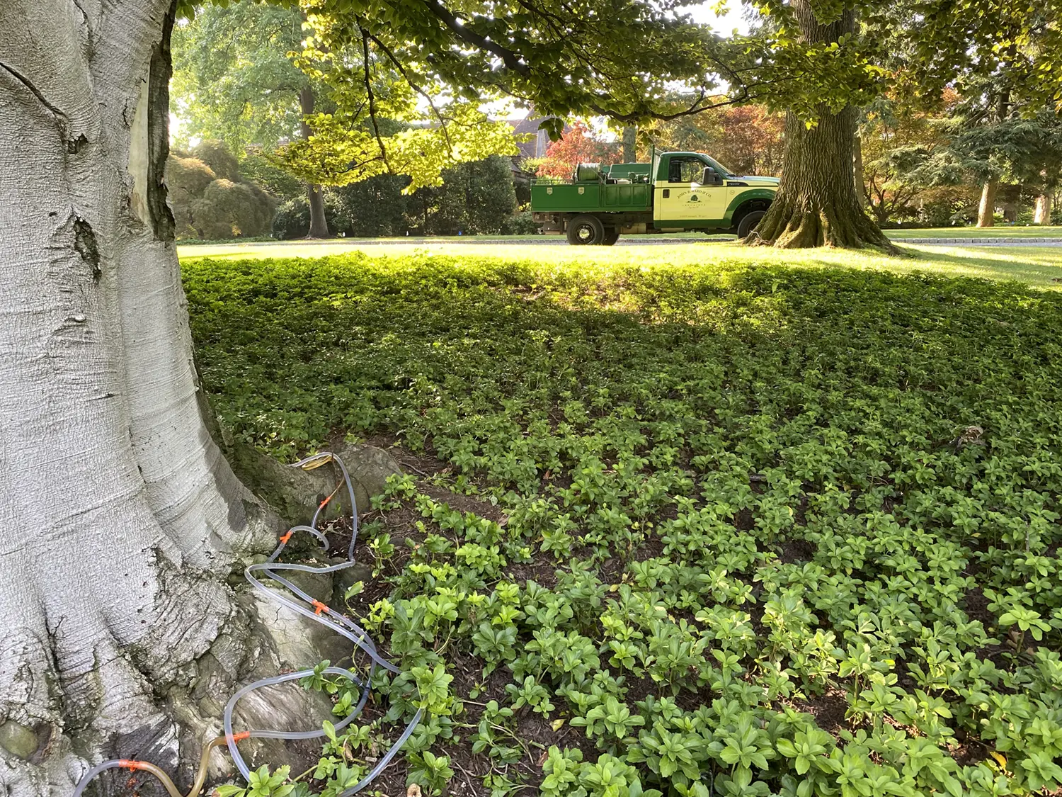 Beech Leaf Disease