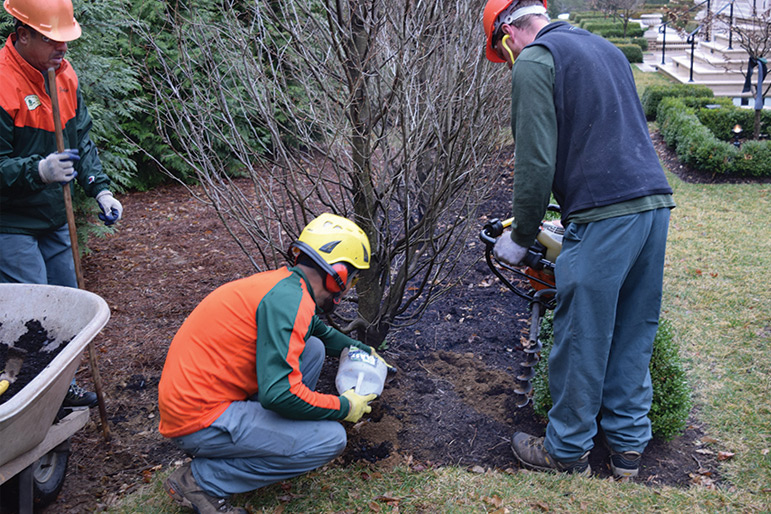 John B. Ward staff vertical-mulch and prune the hornbeam hedge, February, 2017        
