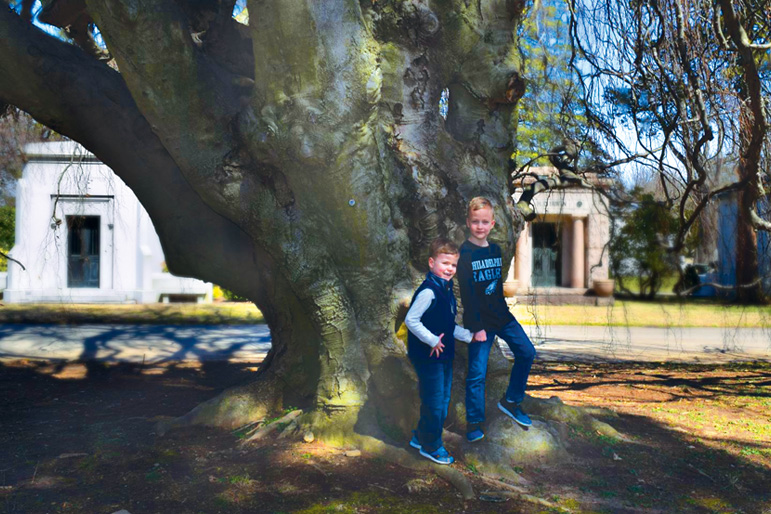 Big tree enthusiests, Matthew and John Ward inspect a Weeping European Beech Tree at West Laurel Hill Cemetery in Bala Cynwyd.