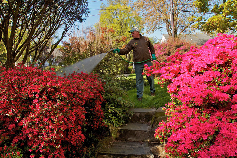 Bill O’Neil, ISA Certified Arborist, applies a foliar spray in Rosemont. We are constantly researching to bring you the safest, most effective controls available. This photo also reminds us of the amazing beauty that will be here in the spring!