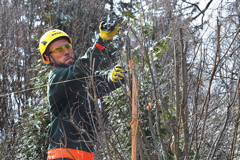 Ernesto Perez uses a string line to formally prune a row of hornbeam trees in Devon.